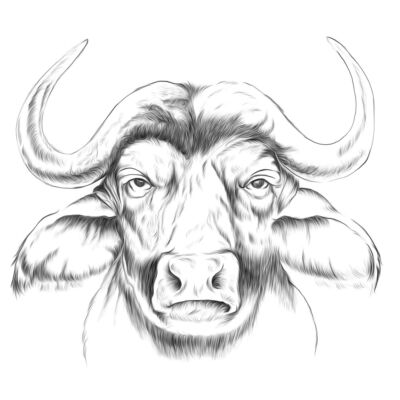 bufala disegno