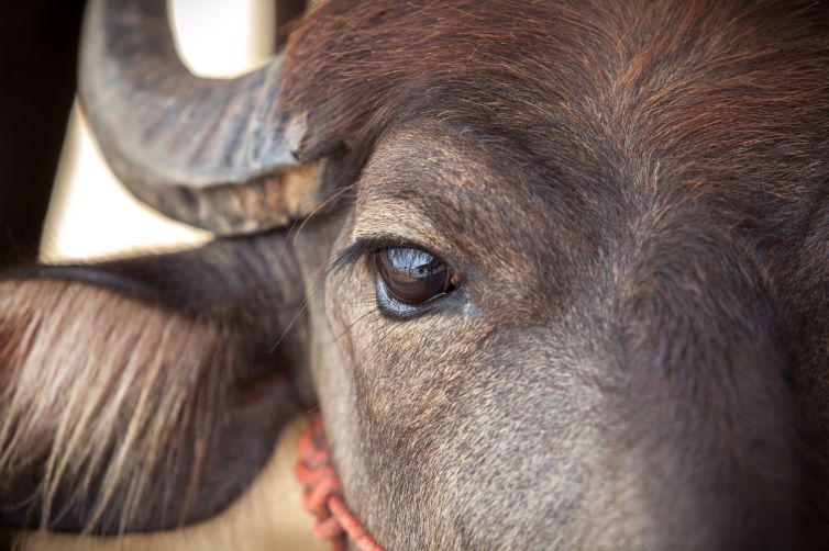 Eye Dairy buffalo